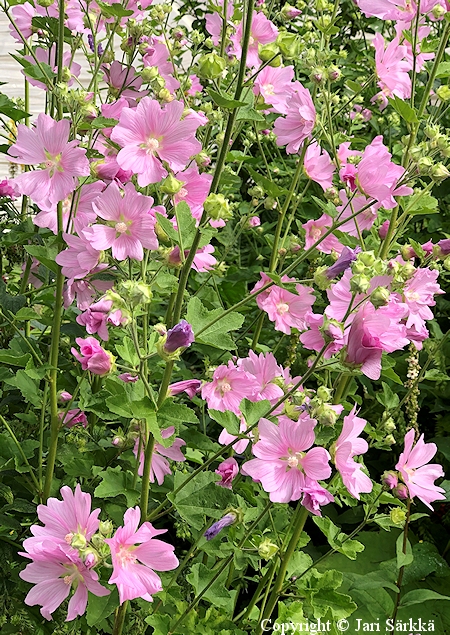 Lavatera (Malva) thuringiaca